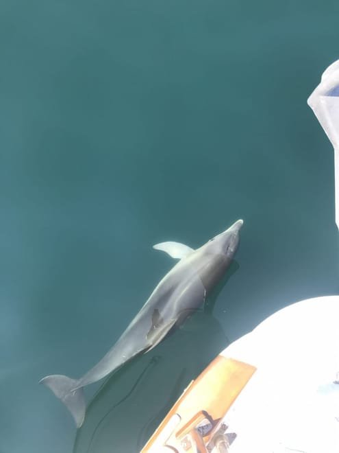 A dolphin alongside the hull